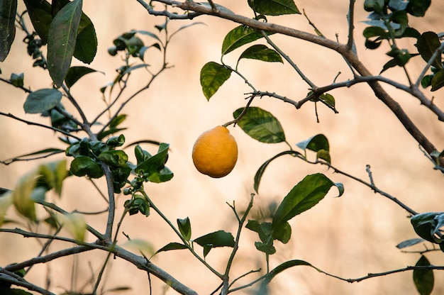 One yellow lemon on the green leaves tree. Conseption of the spring, new life in nature.