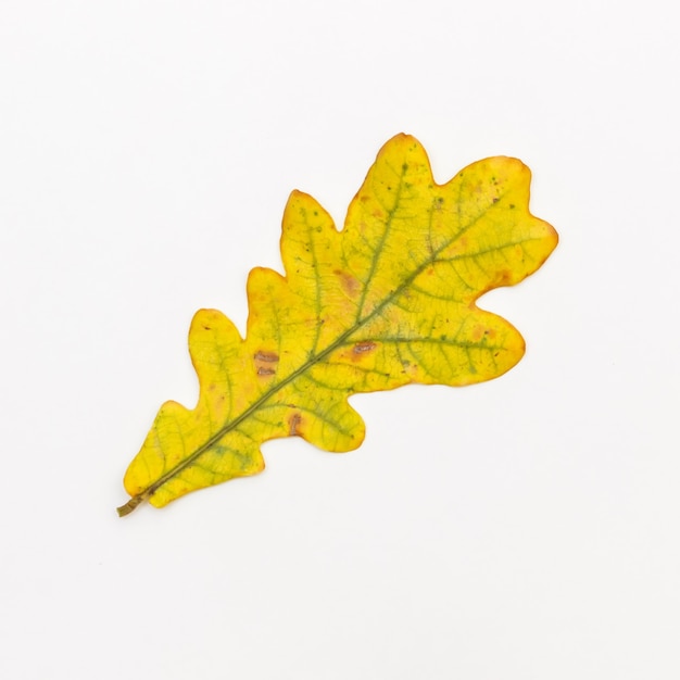 One yellow oak leaf on a white background