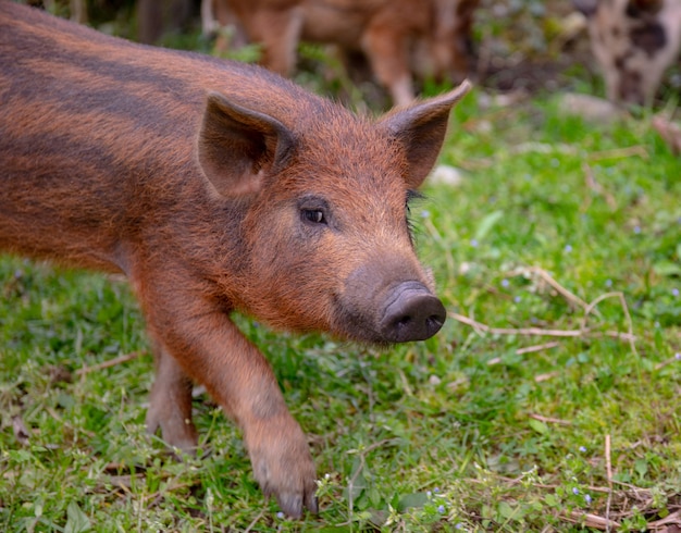 One young pig on a green grass. Brown funy piglet grazing.