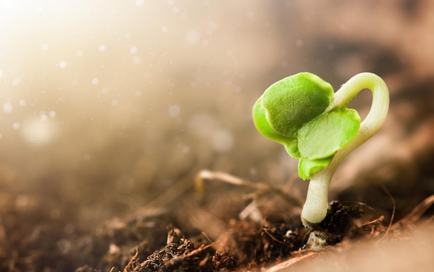 One young seedling in the sun