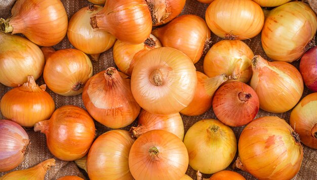 Onion closeup organic food The concept of harvesting Top view closeup