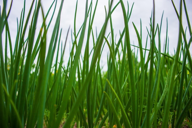 Onion crops planted in soil get ripe under sun Cultivated land close up with sprout Agriculture plant growing in bed row Green food crop