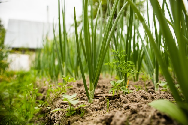 Onion crops planted in soil get ripe under sun Cultivated land close up with sprout Agriculture plant growing in bed row Green natural food crop