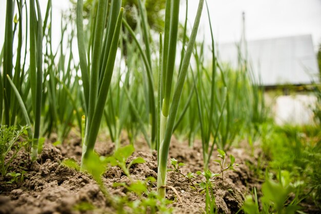 Onion crops planted in soil get ripe under sun Cultivated land close up with sprout Agriculture plant growing in bed row Green natural food crop