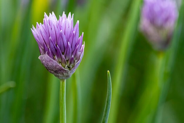 Onion flowers in bloom in summer nature