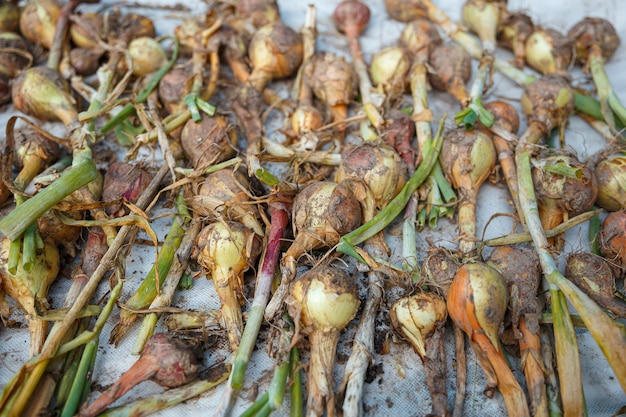 Onion heads are dried on a white cloth.