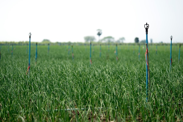 The onion is grown on the soil in the plots