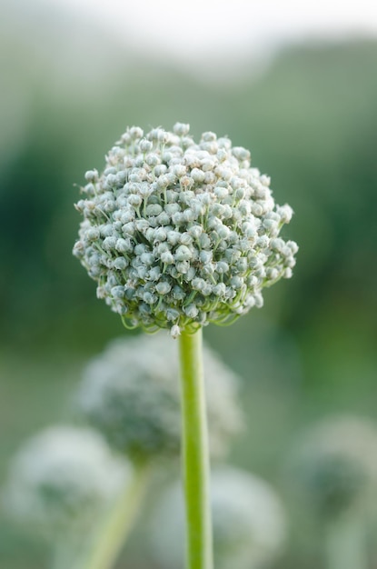 Onion plant flowers with out of focus background Copy space