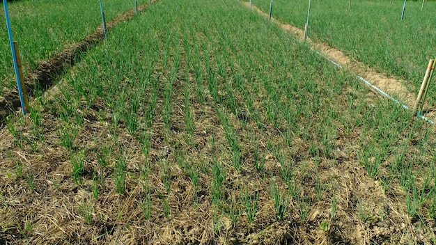 Onion plantation in the country