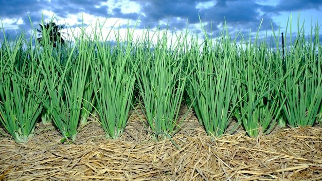 Onion plantation in the country