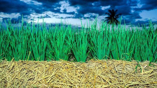 Onion plantation in the country