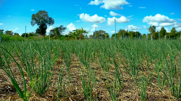 Onion plantation in the country