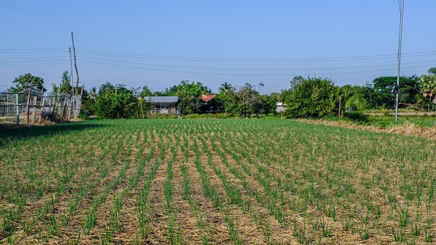 Onion planting plots in Thailand