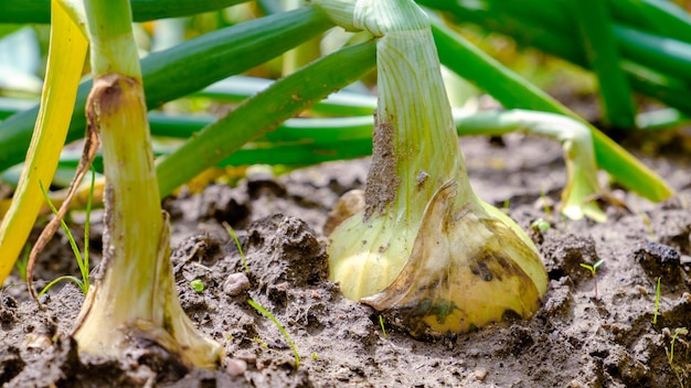 Onion The root of the onion plant in the ground closeup Selective focus