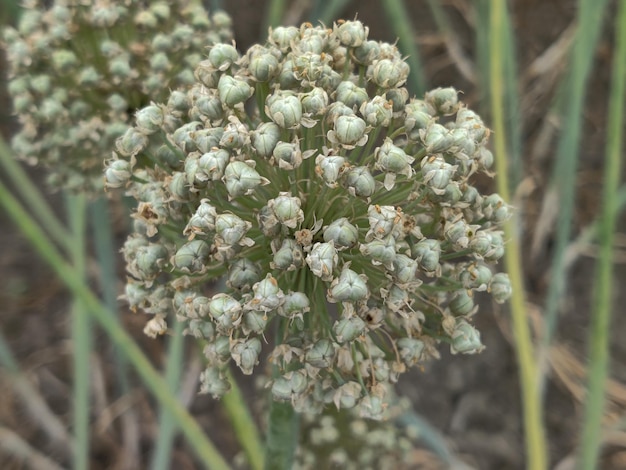 Onion seeds and seed head allium seed saving in the vegetable farms