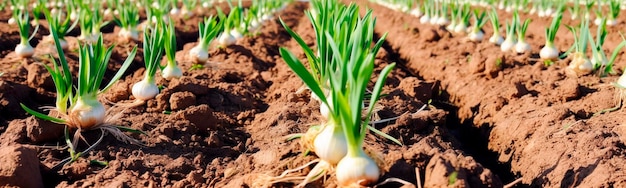 Onions growing in the garden field Generative AI