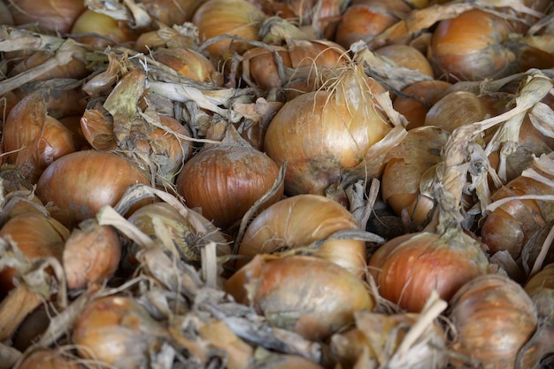 Onions with varying colors including shades of brown yellow and white densely arranged on surface