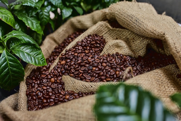 Open bag with coffee beans slices of green leaves beautiful light vigor of coffee beans among coffee bushes