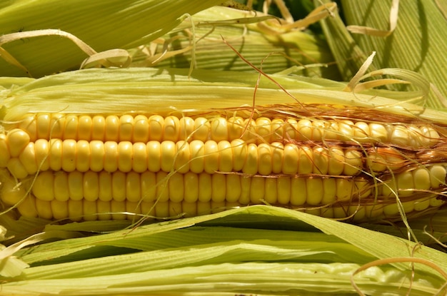 open corn cob in natural environment