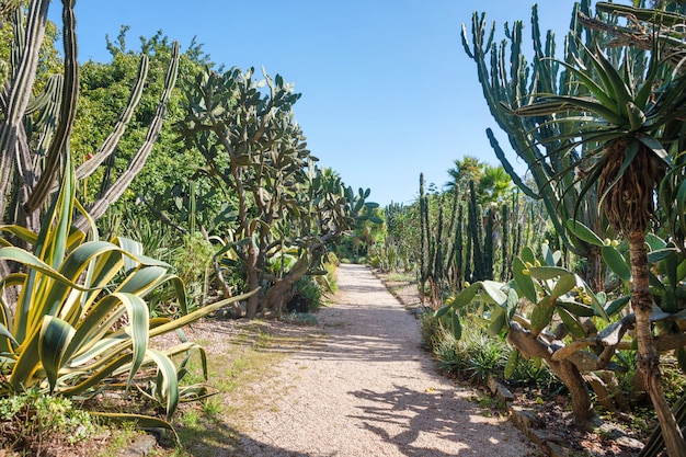 Open exotic garden, botanical garden with big cactus in a sunny summer day