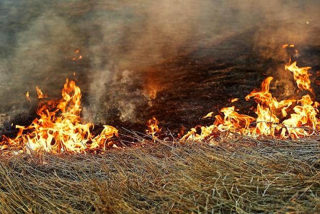 Open flame Burning dry grass in the field Extreme disaster and forest fires during a drought