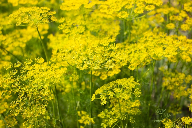 In the open ground in the garden grows vegetable dill backround texture