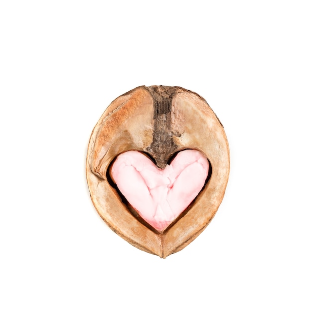 open half of walnut with core looking like heart or owl face on white