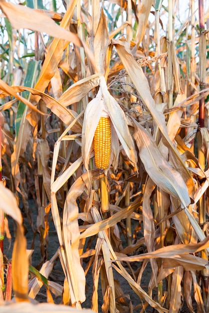 Open mature cob of sweet corn closeup in autumn season, cob is broken and pointing down to the ground