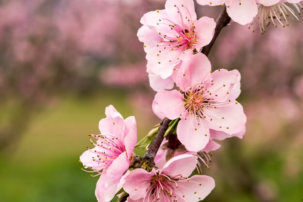 Open peach blossoms in spring. Natural flower.