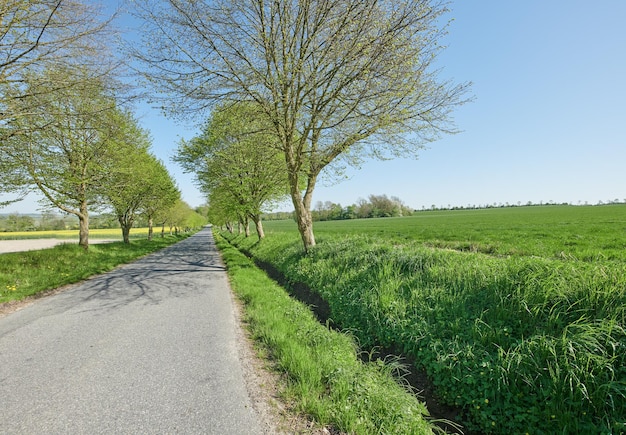 Open road near beautiful bright green grass land and trees on a summer day The vibrant landscape of an asphalt roadway through fresh pasture and meadow outdoors in nature on a spring afternoon