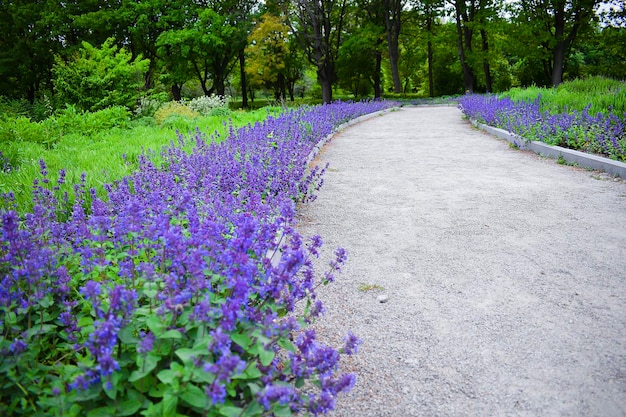 Open road through decorative flower bed with blooming blossoming colorful purple flowers in city park botanical garden at spring summer nature landscape design