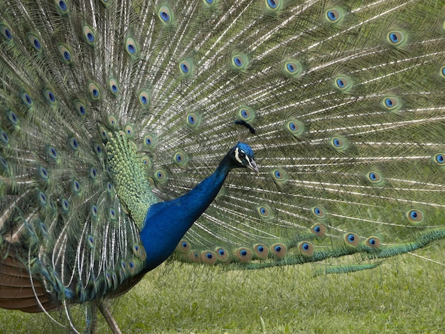 Open wheel peacock feather detail close up