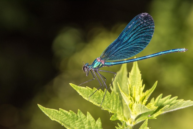 Open wings blue dragonfly macro