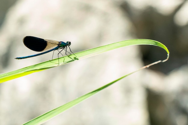 Open wings blue dragonfly macro