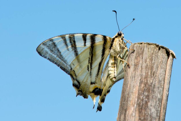 An open wings butterfly close up portrait on the blue sky background