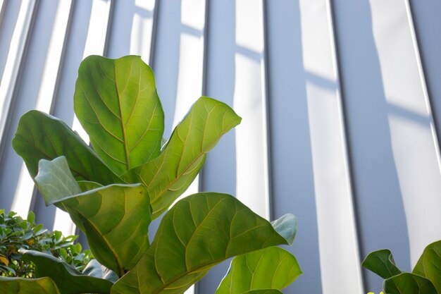 Opened air resort restaurant with green plants