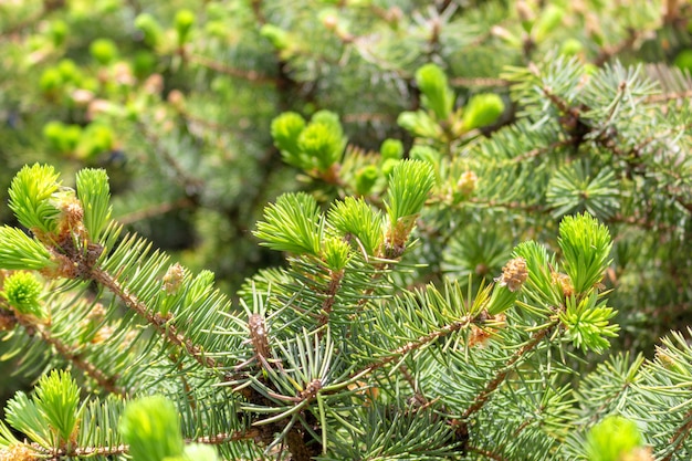 Opened bud of the spruce fur green tree with fresh needles. Spring nature