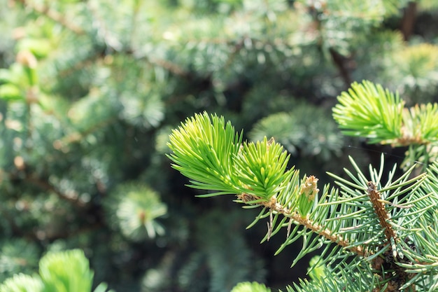 Opened bud of the spruce green tree with fresh needles nature 