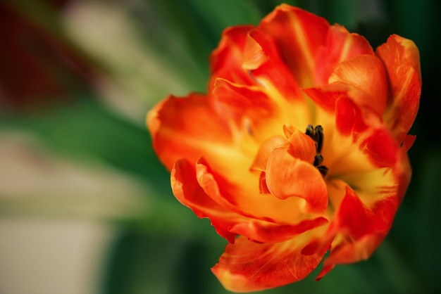 Opened tulip bud close up Soft focus