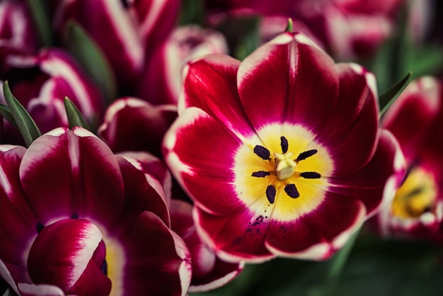 Opened tulip bud close up Soft focus