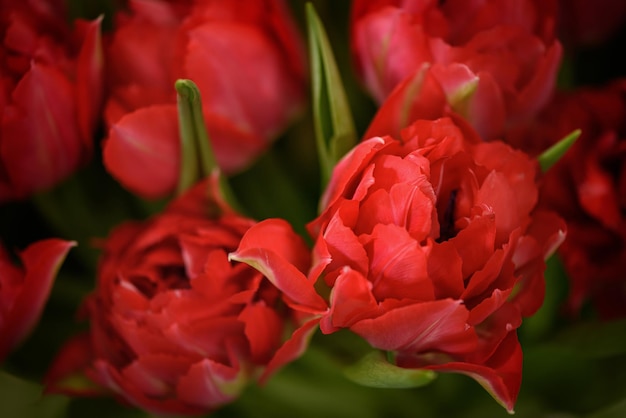 Opened tulip bud close up Soft focus