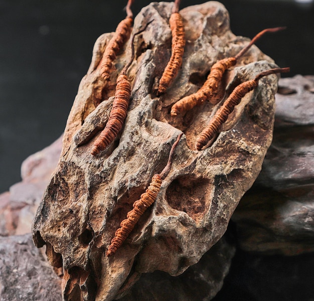 Ophiocordyceps Sinensis or mushroom cordyceps is a herb on a rock