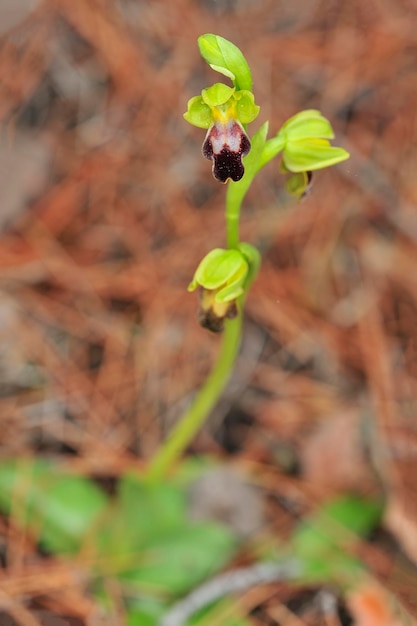 Ophrys fusca  it is a species of monopodial orchids