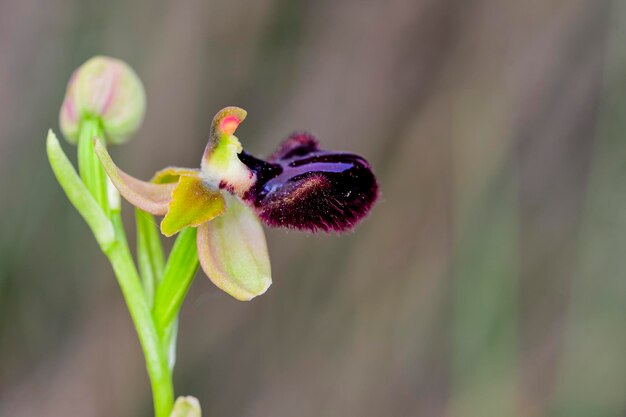 Photo ophrys sphegodes is a species of spider orchids