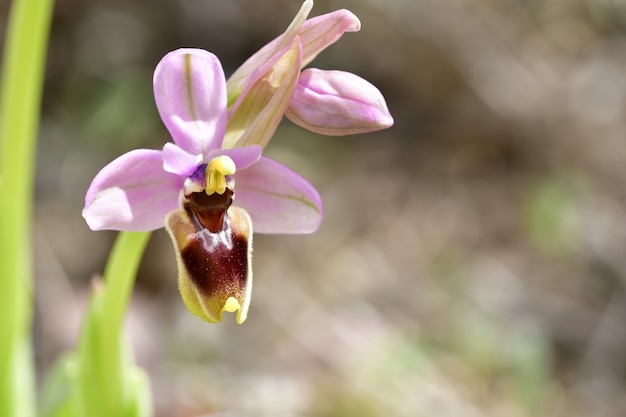 Ophrys tenthredinifera is a monopodial and terrestrial orchid