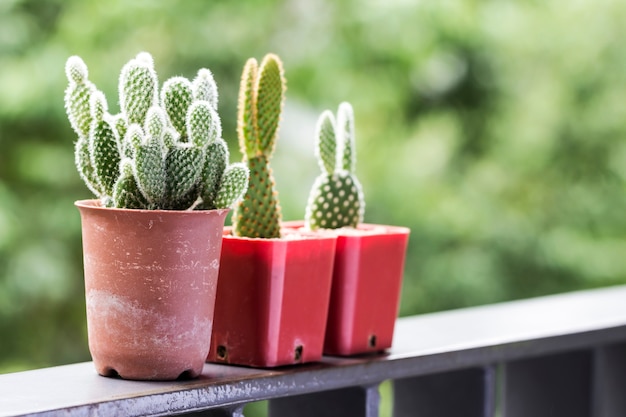 Opuntia microdasys albispina cactus in pots