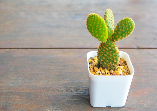 Opuntia microdasys cactus in white pot on wooden table