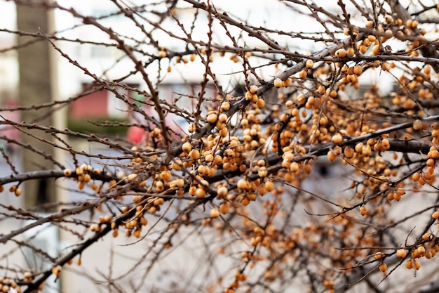 Orange autumn berries on bare branches of bush