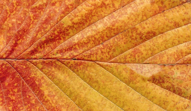 Orange autumn leaf vein