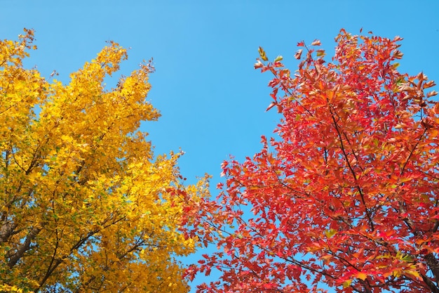 Orange autumn leaves against the blue sky